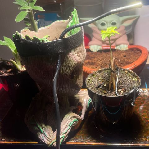 Tangie growlog timeline photo