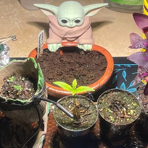Tangie growlog timeline photo