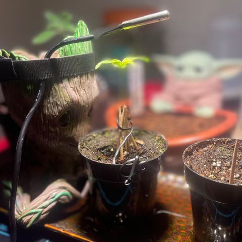 Tangie growlog timeline photo