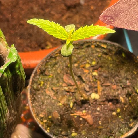 Tangie growlog timeline photo