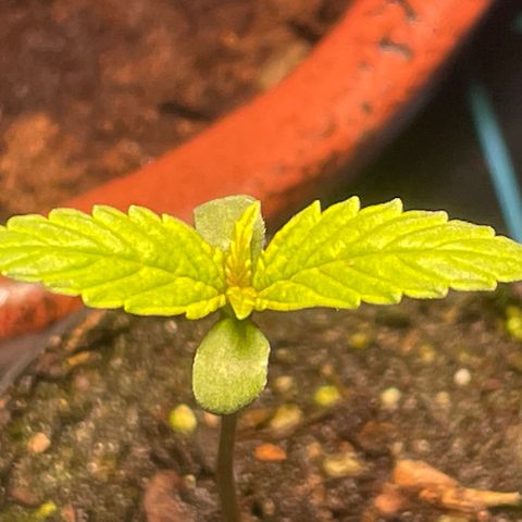 Tangie growlog timeline photo