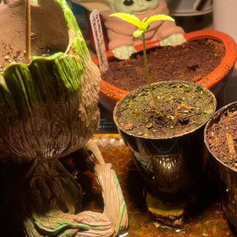 Tangie growlog timeline photo