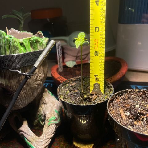 Tangie growlog timeline photo