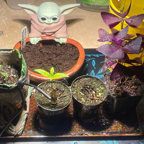 Tangie growlog timeline photo