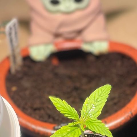 Tangie growlog timeline photo