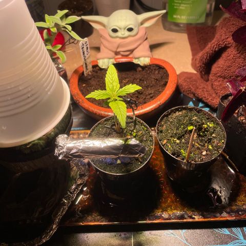 Tangie growlog timeline photo