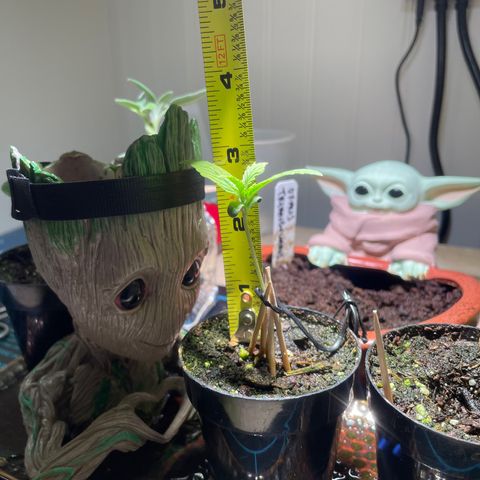 Tangie growlog timeline photo