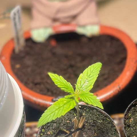 Tangie growlog timeline photo