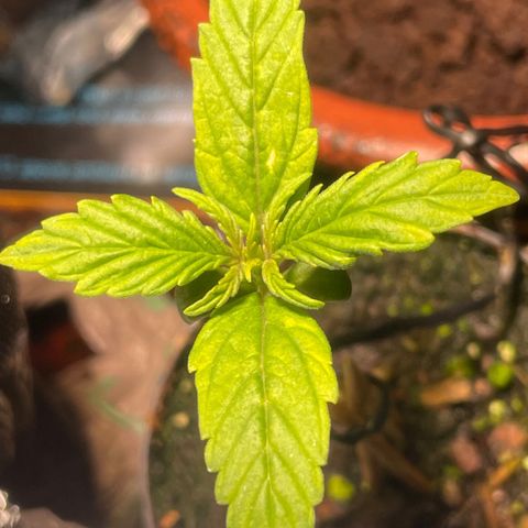 Tangie growlog timeline photo