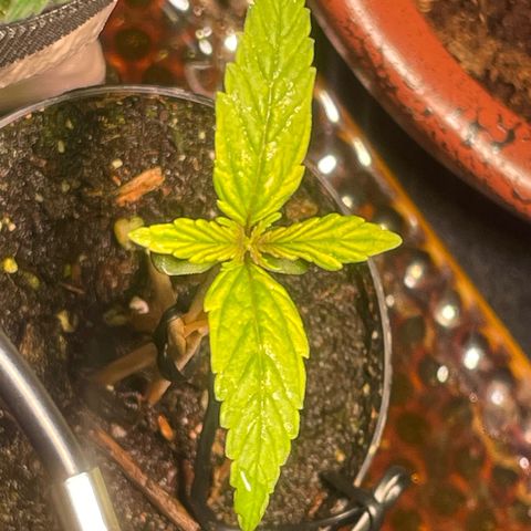 Tangie growlog timeline photo