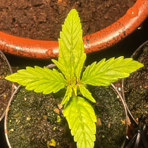 Tangie growlog timeline photo