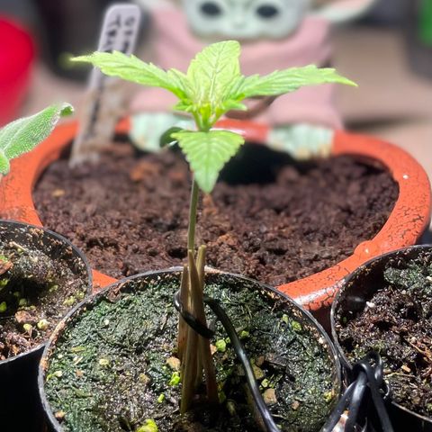 Tangie growlog timeline photo