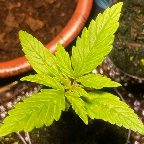 Tangie growlog timeline photo