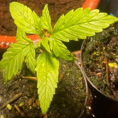 Tangie growlog timeline photo
