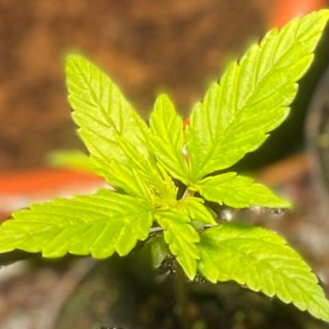 Tangie growlog timeline photo