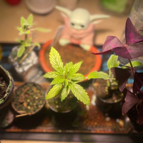 Tangie growlog timeline photo
