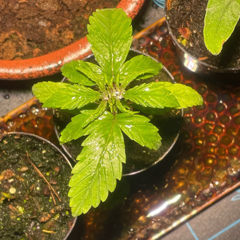 Tangie growlog timeline photo