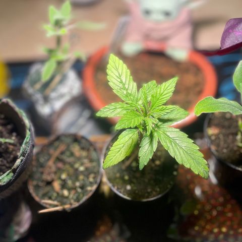 Tangie growlog timeline photo