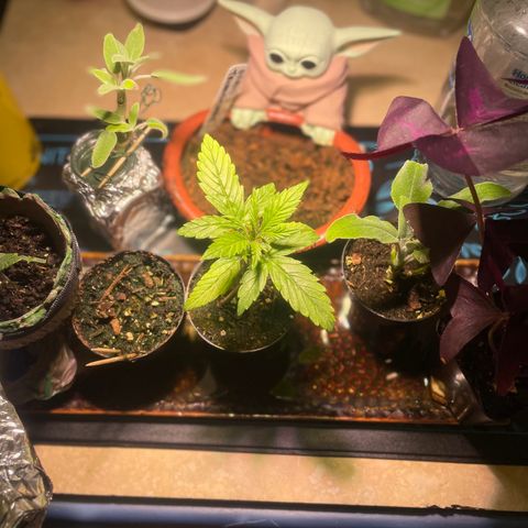 Tangie growlog timeline photo