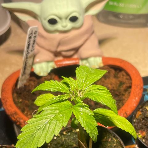 Tangie growlog timeline photo