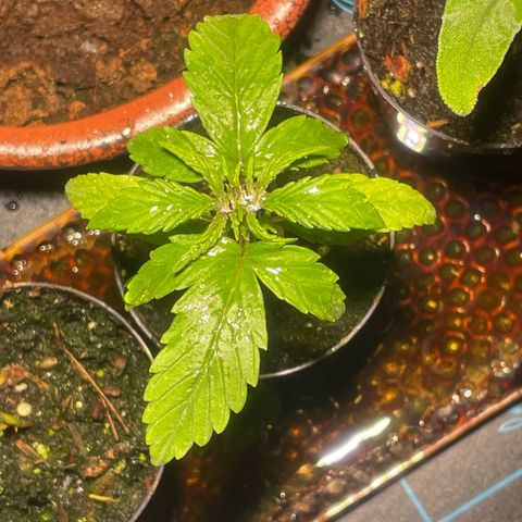 Tangie growlog timeline photo
