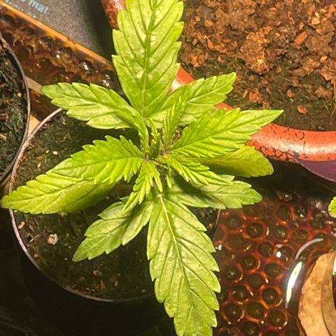 Tangie growlog timeline photo