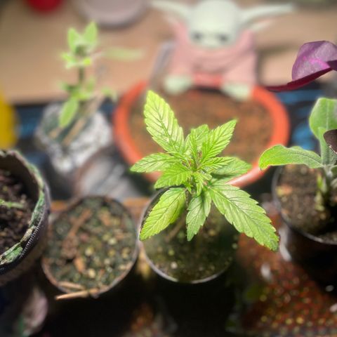 Tangie growlog timeline photo