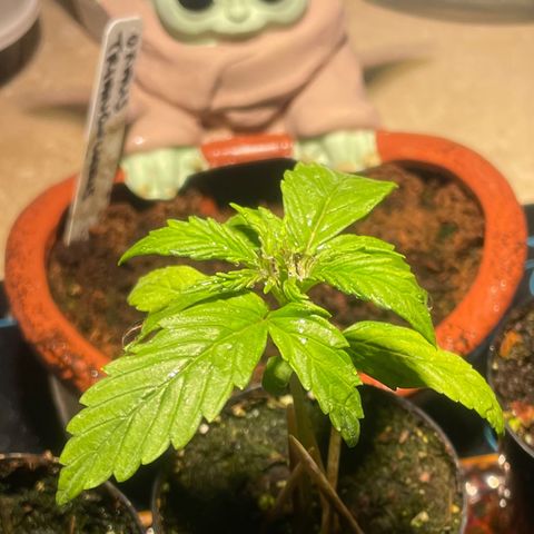 Tangie growlog timeline photo