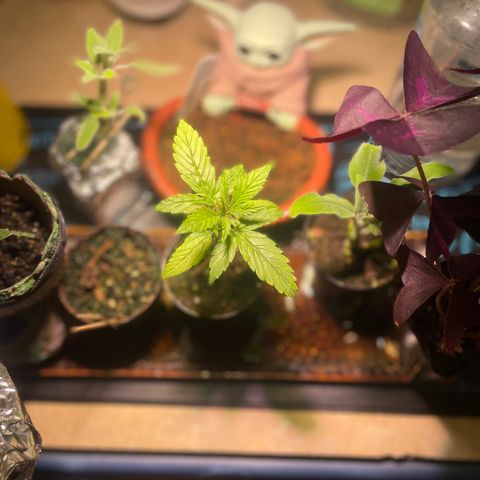 Tangie growlog timeline photo