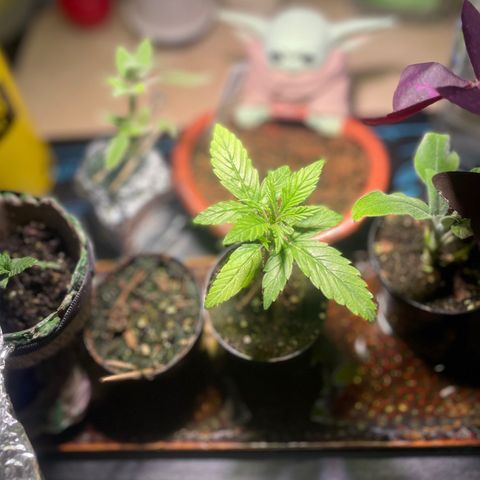 Tangie growlog timeline photo