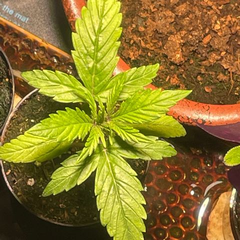 Tangie growlog timeline photo