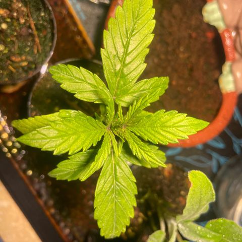 Tangie growlog timeline photo