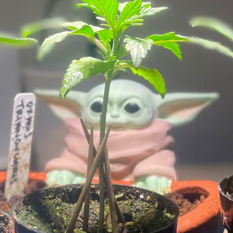 Tangie growlog timeline photo