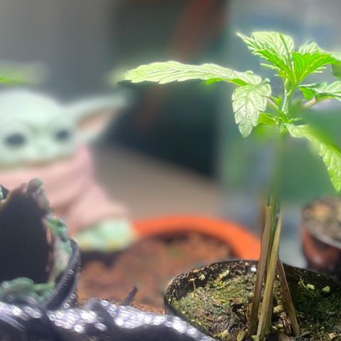 Tangie growlog timeline photo