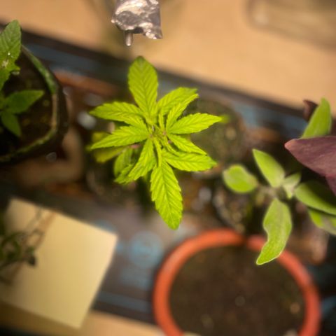 Tangie growlog timeline photo