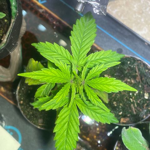Tangie growlog timeline photo