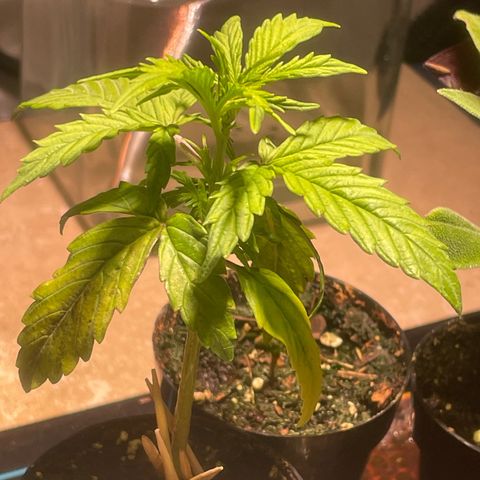 Tangie growlog timeline photo