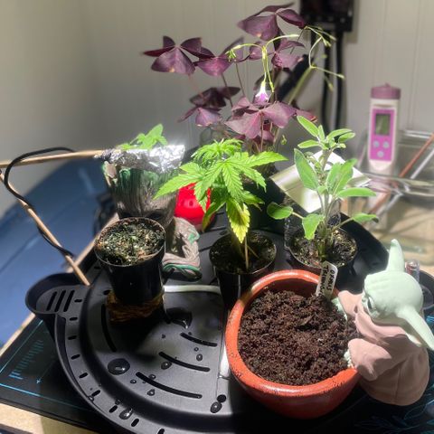 Tangie growlog photo: From humble beginnings🙏
