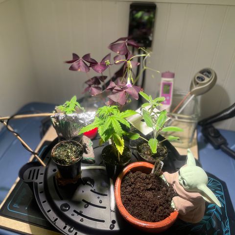 Tangie growlog photo: From humble beginnings🙏