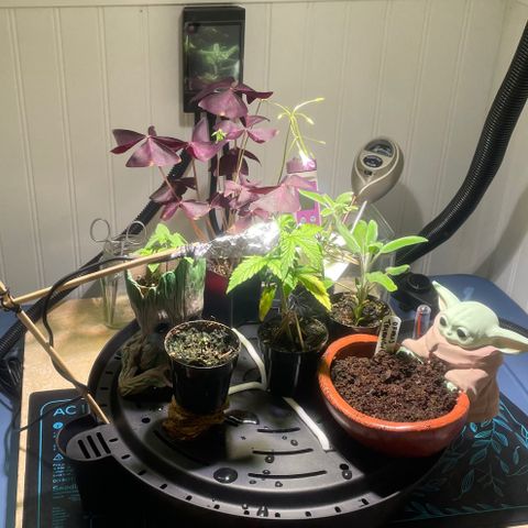 Tangie growlog photo: From humble beginnings🙏