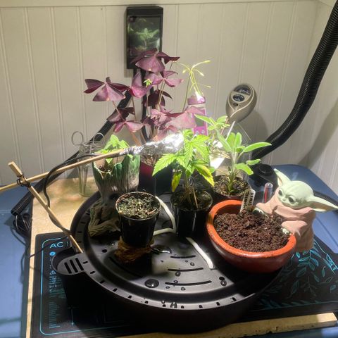 Tangie growlog photo: From humble beginnings🙏