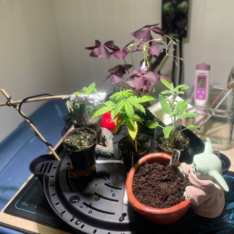 Tangie growlog photo: From humble beginnings🙏