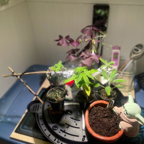 Tangie growlog photo: From humble beginnings🙏