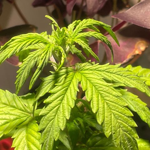 Tangie growlog photo: 1st Nutrient Feeding