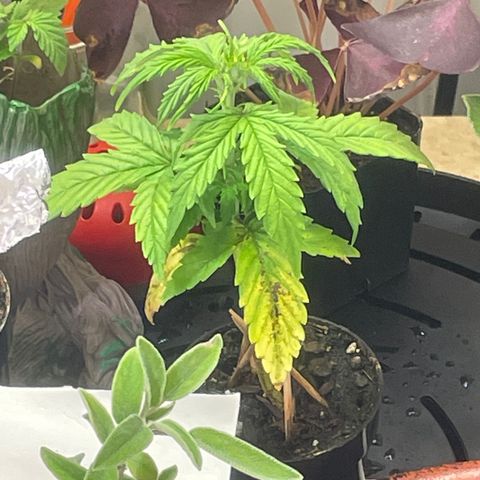 Tangie growlog photo: 1st Nutrient Feeding
