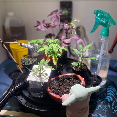 Tangie growlog photo: 1st Nutrient Feeding
