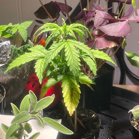 Tangie growlog photo: 1st Nutrient Feeding