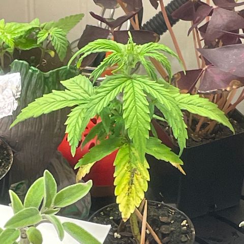 Tangie growlog photo: 1st Nutrient Feeding
