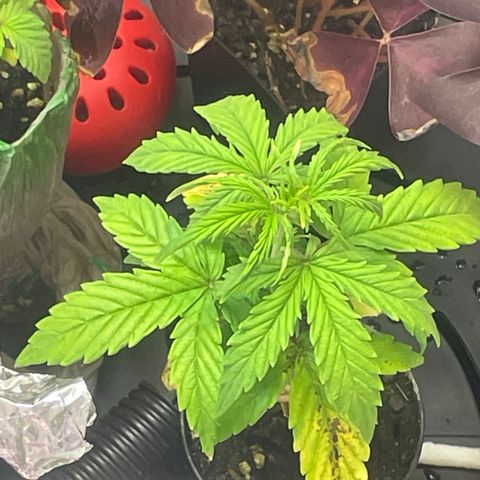 Tangie growlog photo: 1st Nutrient Feeding