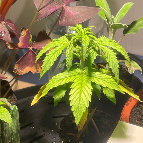 Tangie growlog photo: 1st Nutrient Feeding